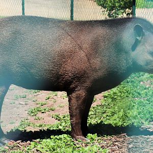 'Tiquie' the Brazilian Tapir  (Tapirus terrestris)