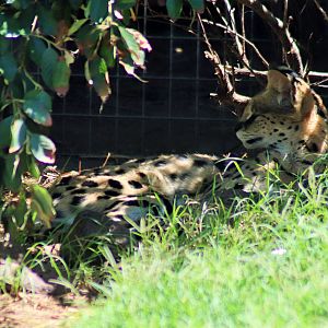 Serval (Leptailurus serval)