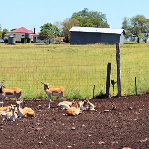 Blackbuck Herd