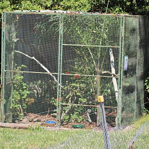 Bleeding Heart Dove Aviary