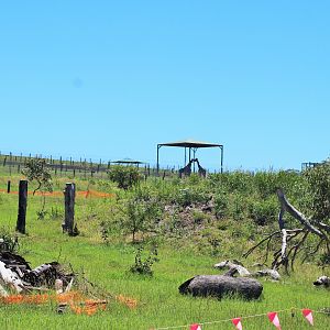 Future Development for the African Area