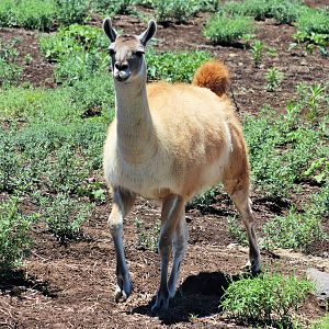 Guanaco (Lama guanicoe)