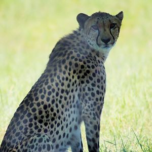 'Hasani' the Cheetah (Acinonyx jubatus)