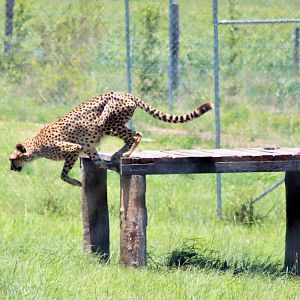 Cheetah (Acinonyx jubatus)