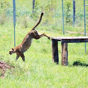 Cheetah (Acinonyx jubatus)