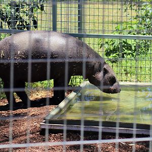 'Kamina' the Pygmy Hippopotamus (Choeropsis liberiensis)