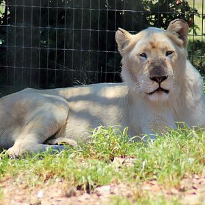 White Lioness (Panthera leo krugeri)