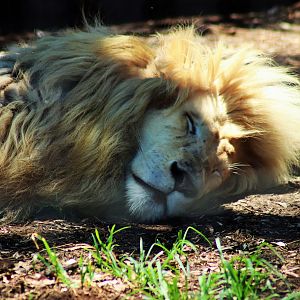 Sleeping Lion