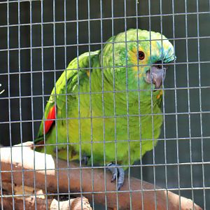 Blue-fronted Amazon (Amazona aestiva)