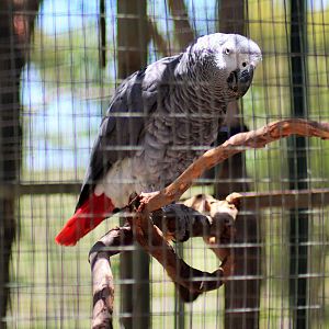 African Grey Parrot (Psittacus erithacus)