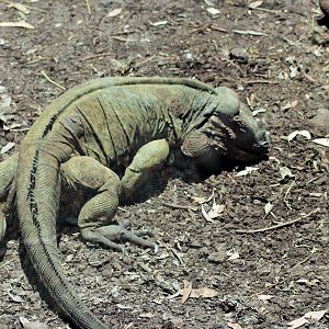 Rhinoceros Iguana (Cyclura cornuta)