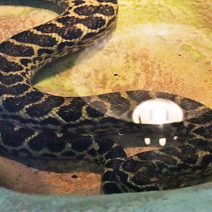 Australia's Last Yellow Anaconda (Eunectes notaeus)
