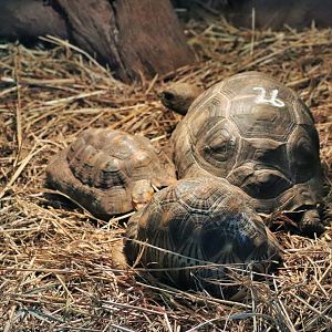 Tortoises