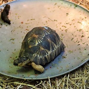 Radiated Tortoise (Astrochelys radiata)