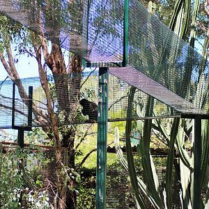 Capuchin Aerial Alley