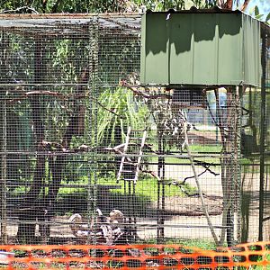 African Grey Parrot Aviary