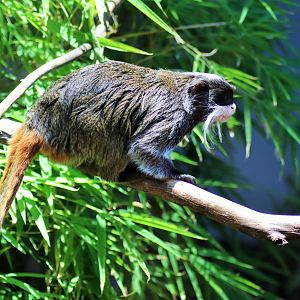 Emperor Tamarin (Saguinus imperator)