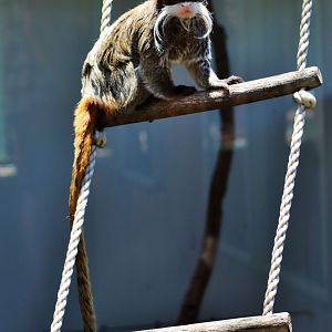 Emperor Tamarin (Saguinus imperator)