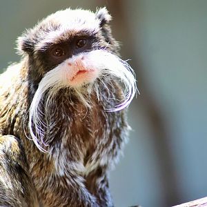 Emperor Tamarin (Saguinus imperator)