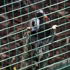 Common Marmoset (Callithrix jacchus)
