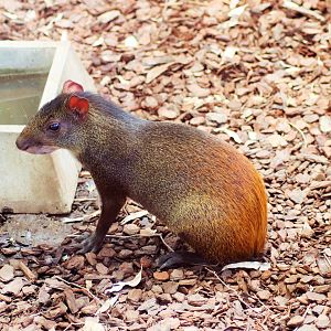 Red-rumped Agouti (Dasyprocta leporina)