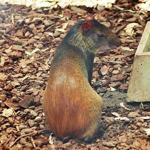 Red-rumped Agouti (Dasyprocta leporina)