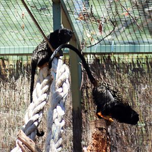 Red-handed Tamarin (Saguinus midas)