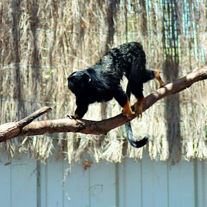 Red-handed Tamarin (Saguinus midas)