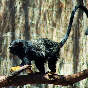 Red-handed Tamarin (Saguinus midas)