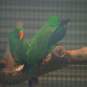 Metallic starling (Aplonis metallica) and  Eclectus Parrots (Eclectus roratus)