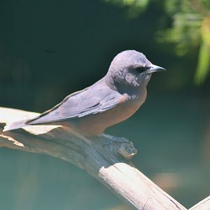White-browed Woodswallow (Artamus superciliosus)