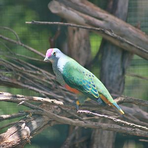 Rose-crowned Fruit Dove (Ptilinopus regina)