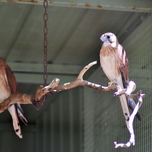 Nankeen Kestrels (Falco cenchroides)