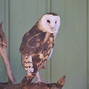 Eastern Grass Owl (Tyto longimembris)