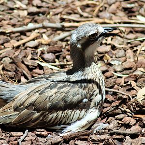 Bush Stone Curlew (Burhinus grallarius)