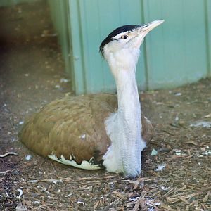 Australian Bustard (Ardeotis australis)
