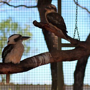 Laughing Kookaburra (Dacelo novaeguineae)