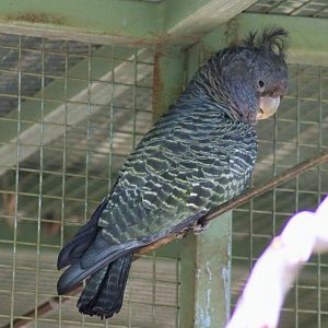 Gang-gang Cockatoo (Callocephalon fimbriatum)