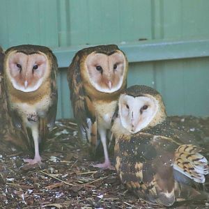 Eastern Grass Owl Offspring (Tyto longimembris)