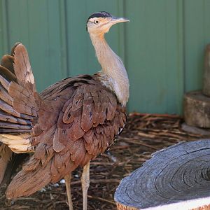 Australian Bustard (Ardeotis australis)