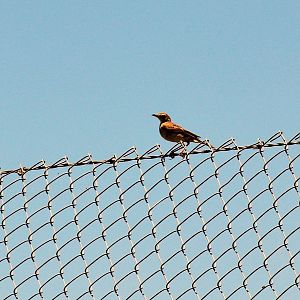 BIRD ID? Australia (Darling Downs Zoo)
