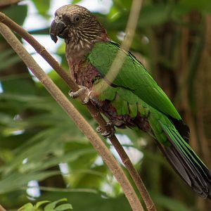 Hawk-headed parrot