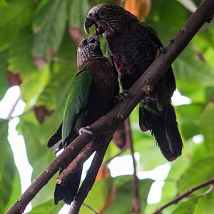 Hawk-headed parrot