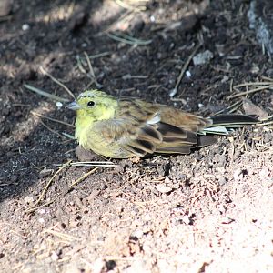 Yellowhammer