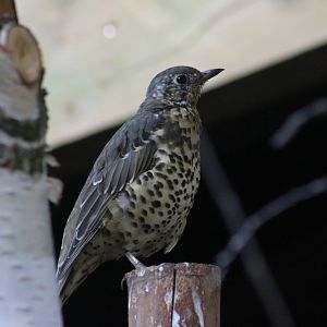 Mistle Thrush