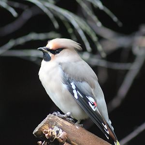 Bohemian Waxwing