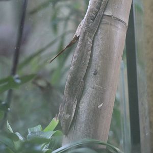 Lined Flat-Tailed Gecko