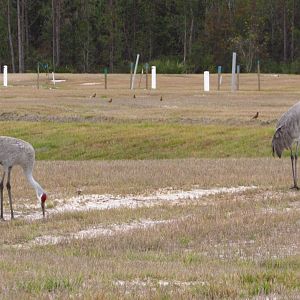 Sandhill Cranes
