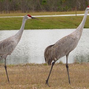 Sandhill Cranes