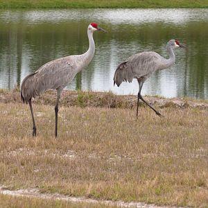 Sandhill Cranes